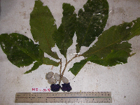 Helicia latifolia image