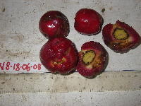 Syzygium gonatanthum image