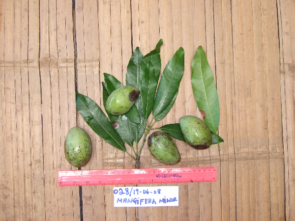 Mangifera minor image