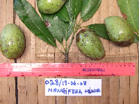 Mangifera minor image