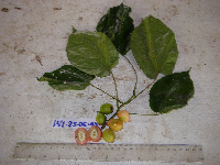 Chlaenandra ovata image