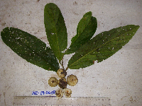 Casearia clutiifolia image
