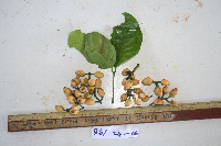 Gnetum latifolium image