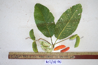 Sterculia shillinglawii image