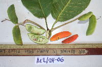 Sterculia shillinglawii image