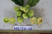 Garcinia hollrungii image