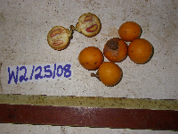 Ternstroemia cherryi image
