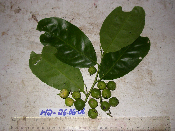 Monanthocitrus cornuta image