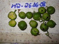 Monanthocitrus cornuta image