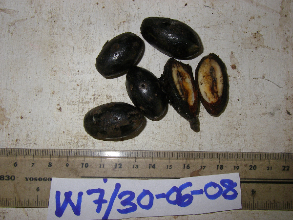 Cryptocarya depressa image