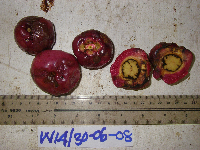 Syzygium gonatanthum image