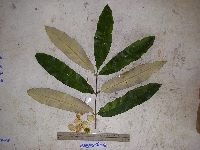Aglaia argentea image