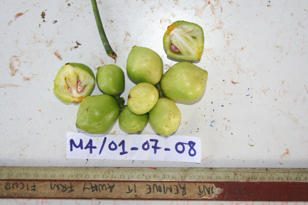 Garcinia hollrungii image