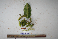 Sterculia shillinglawii image