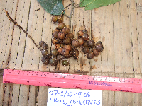 Ficus arfakensis image