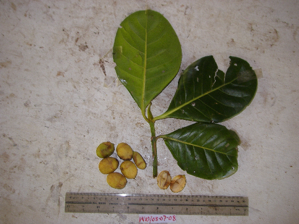 Mastixiodendron pachyclados image