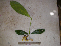 Image of Terminalia impediens