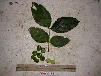 Archidendron lucyi image