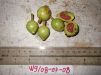 Garcinia assugu image