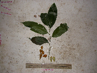 Dysoxylum latifolium image