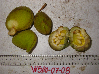 Sterculia ampla image