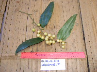 Image of Smilax australis