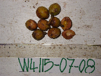 Myristica buchneriana image