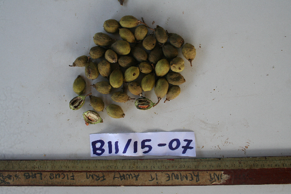 Ganophyllum falcatum image