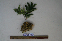 Ganophyllum falcatum image