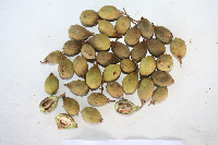 Ganophyllum falcatum image