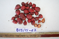 Goniothalamus grandiflorus image