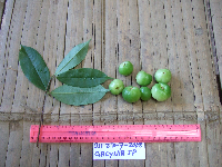 Garcinia maluensis image