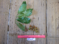 Horsfieldia sylvestris image