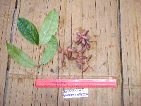 Gnetum costatum image