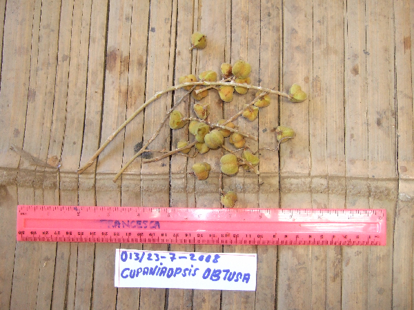 Cupaniopsis stenopetala image