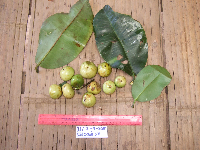 Garcinia latissima image