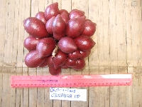 Goniothalamus grandiflorus image