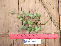 Tinospora dissitiflora image