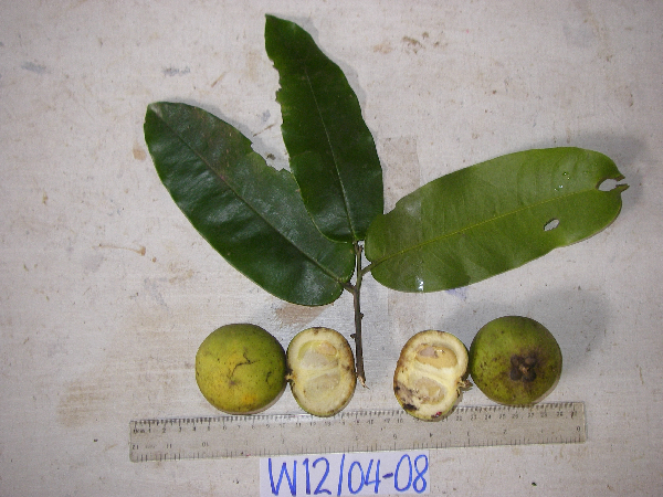 Diospyros discolor image