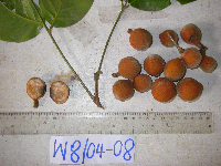 Chisocheton lasiocarpus image