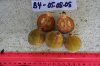 Chisocheton lasiocarpus image