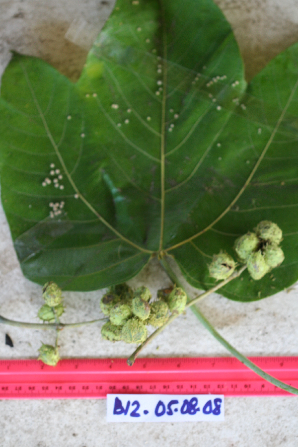 Macaranga albescens image