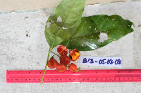 Harpullia ramiflora image