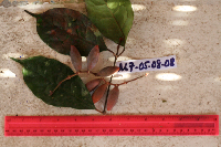 Gnetum costatum image