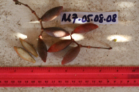 Gnetum costatum image