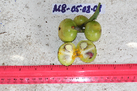 Garcinia hollrungii image