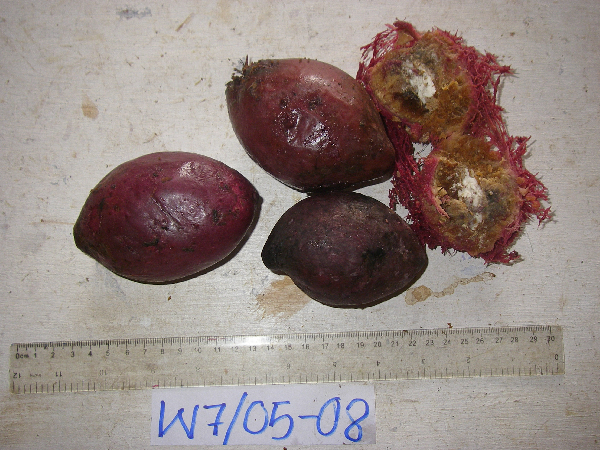 Terminalia impediens image