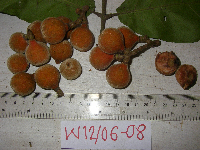 Chisocheton lasiocarpus image