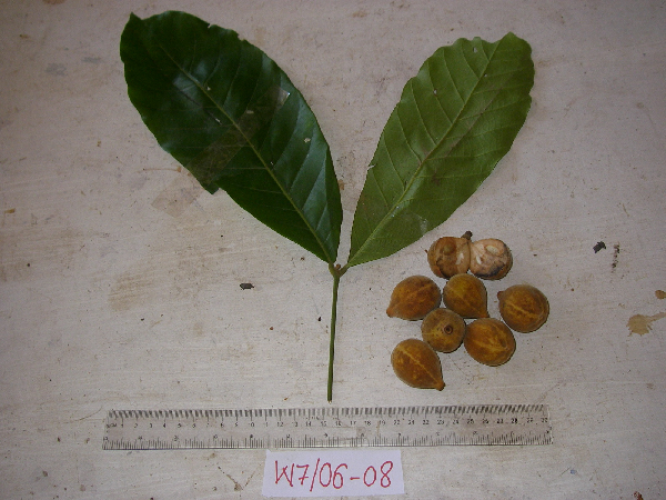 Chisocheton lasiocarpus image