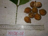 Chisocheton lasiocarpus image